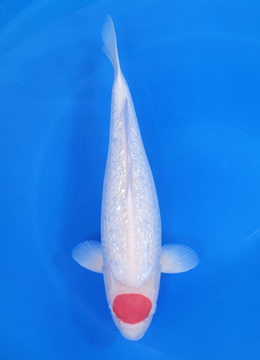 Japanese koi listing 25D-027 Ginrin Tancho from Maruhiro koi farm, containing Ginrin Tancho at champkoi.com