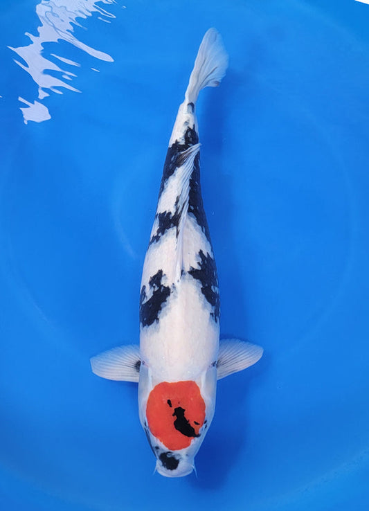 Japanese koi listing 25D-031 Tancho Showa from Maruhiro koi farm, containing Tancho Showa at champkoi.com