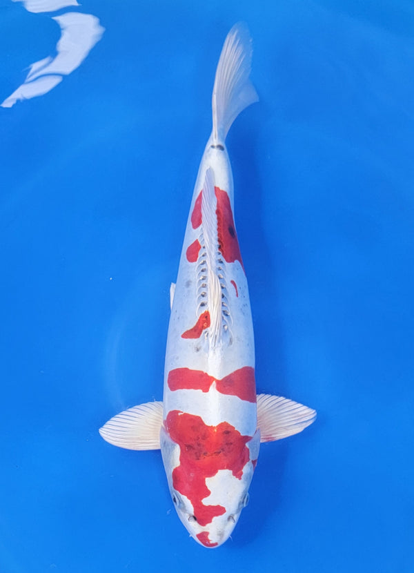Yamato Nishiki