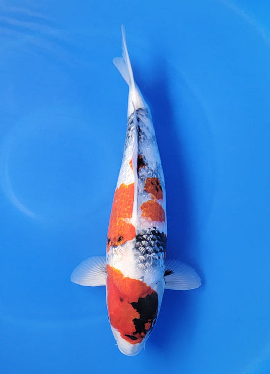 Japanese koi listing 25D-043 Ginrin Showa from Ogata koi farm, containing Ginrin Showa at champkoi.com