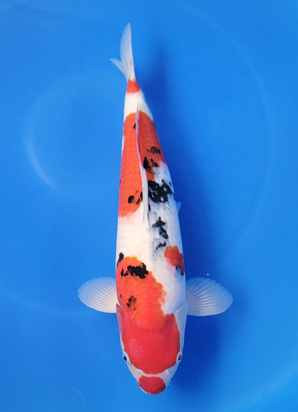 Japanese koi listing 25D-045 Sanke from Ogata koi farm, containing Sanke at champkoi.com