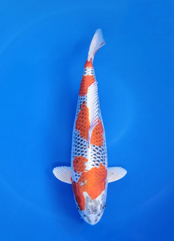 Japanese koi listing 25D-046 Kujaku from Marusei koi farm, containing Kujaku at champkoi.com