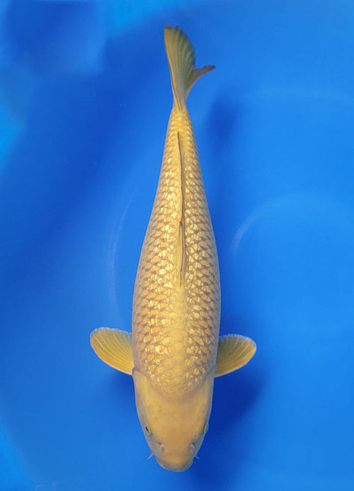 Japanese koi listing 25D-049 Ginrin Chagoi from Otsuka koi farm, containing Ginrin Chagoi at champkoi.com - image 2