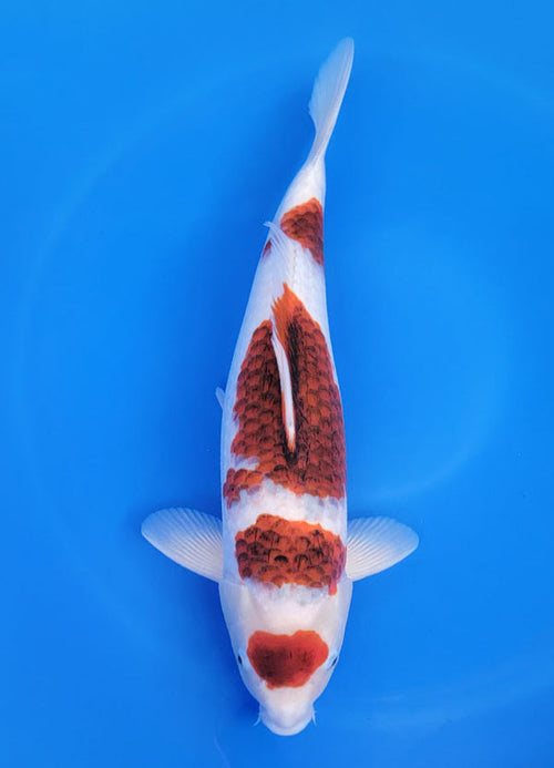 Japanese koi listing 25D-051 Budo Goromo from Ogata koi farm, containing Budo Goromo at champkoi.com - image 2