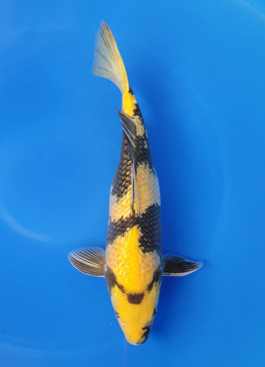 Japanese koi listing 25D-052 Ginrin Ki Utsuri from Otsuka koi farm, containing Ginrin Ki Utsuri at champkoi.com