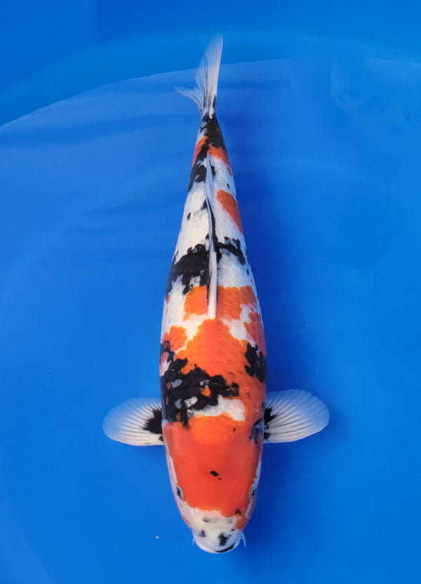 Japanese koi listing 25D-055 Showa from Ogata koi farm, containing Showa at champkoi.com