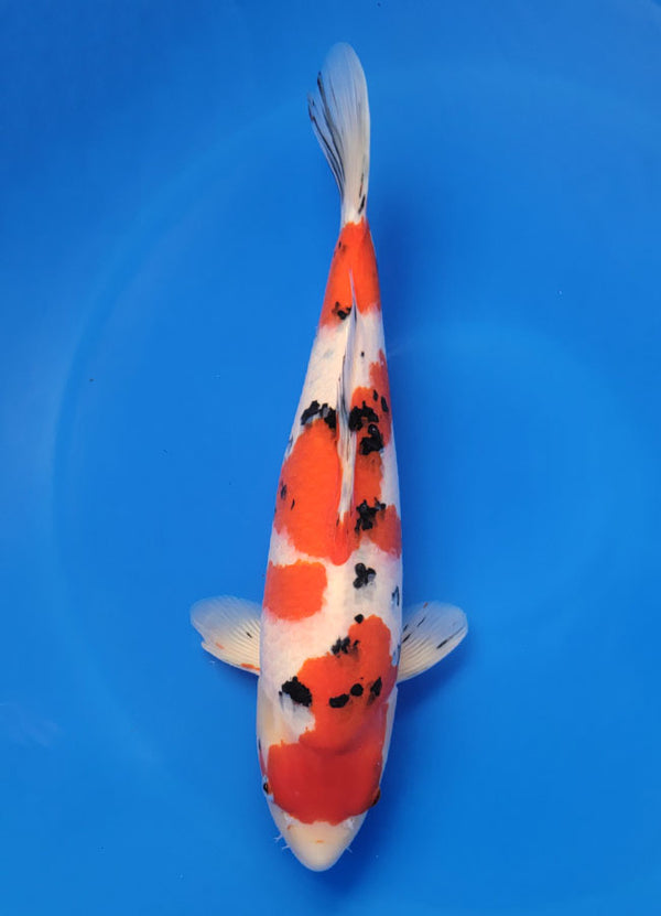Japanese koi listing 25D-057 Sanke from Ogata koi farm, containing Sanke at champkoi.com