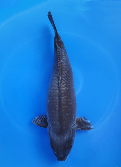 Karasugoi