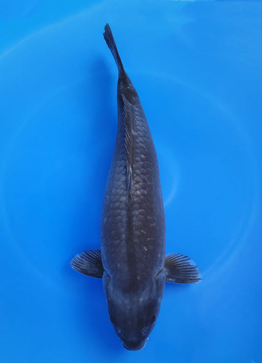 Japanese koi listing 25D-059 Karasugoi from Marusho koi farm, containing Karasugoi at champkoi.com