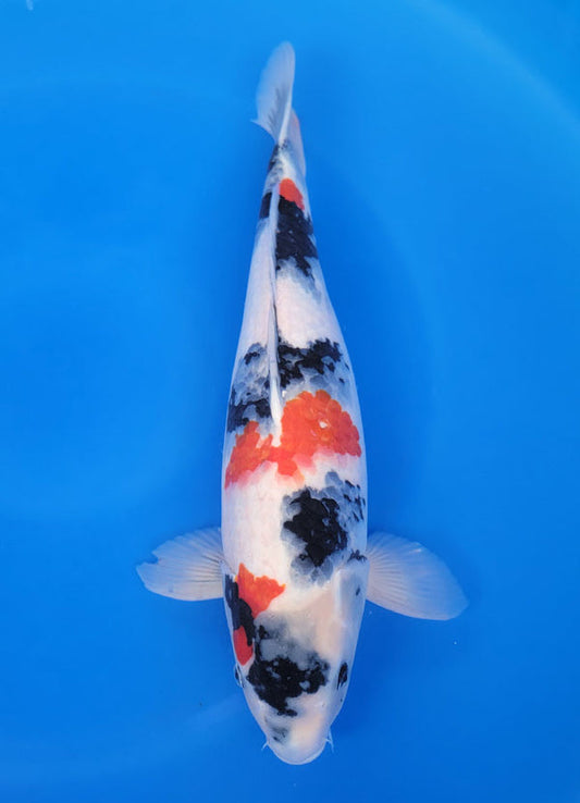 Japanese koi listing 25D-063 Showa from Sekiguchi koi farm, containing Showa at champkoi.com