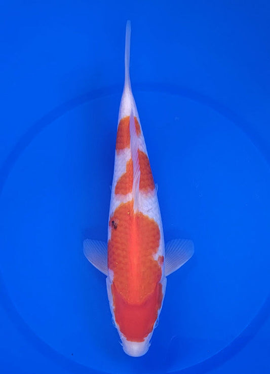 Japanese koi listing 25E-005 Kohaku from Maruyama koi farm, containing Kohaku at champkoi.com