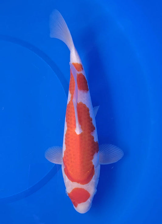 Japanese koi listing 25E-007 Kohaku from Maruyama koi farm, containing Kohaku at champkoi.com
