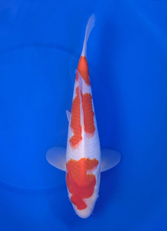 Japanese koi listing 25E-008 Kohaku from Maruyama koi farm, containing Kohaku at champkoi.com