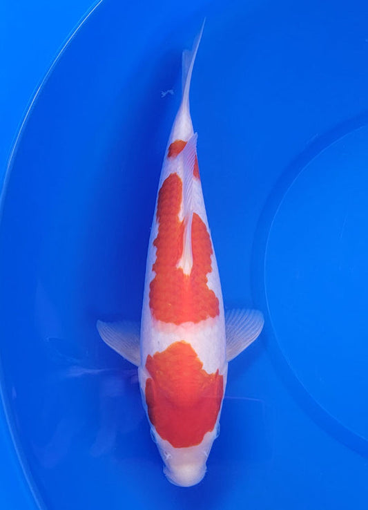 Japanese koi listing 25E-009 Kohaku from Maruyama koi farm, containing Kohaku at champkoi.com