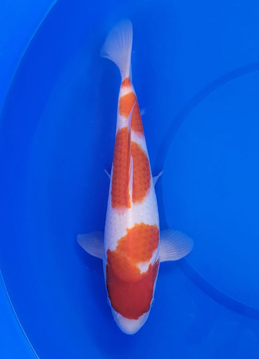 Japanese koi listing 25E-010 Kohaku from Maruyama koi farm, containing Kohaku at champkoi.com