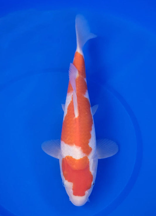 Japanese koi listing 25E-013 Kohaku from Maruyama koi farm, containing Kohaku at champkoi.com