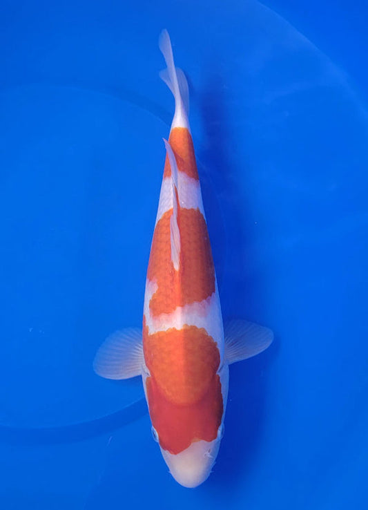 Japanese koi listing 25E-014 Kohaku from Maruyama koi farm, containing Kohaku at champkoi.com