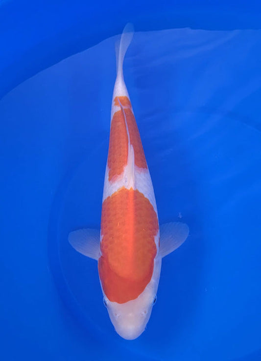 Japanese koi listing 25E-015 Kohaku from Maruyama koi farm, containing Kohaku at champkoi.com