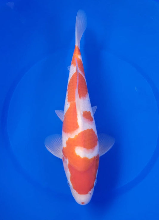 Japanese koi listing 25E-017 Kohaku from Maruyama koi farm, containing Kohaku at champkoi.com