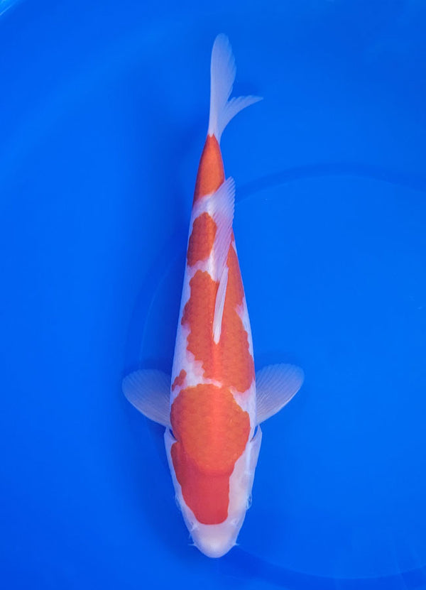 Japanese koi listing 25E-018 Kohaku from Maruyama koi farm, containing Kohaku at champkoi.com