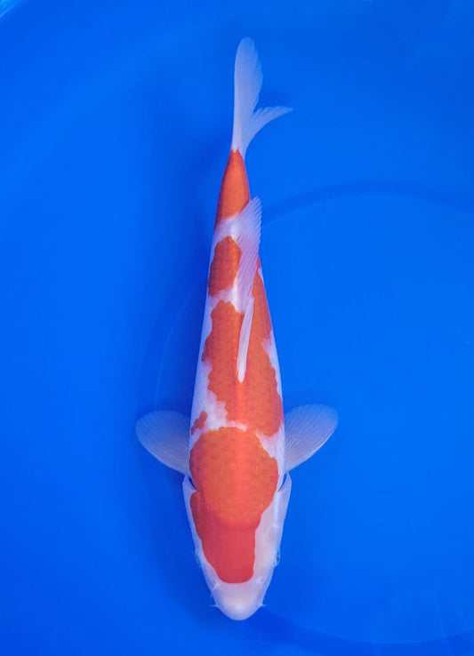 Japanese koi listing 25E-018 Kohaku from Maruyama koi farm, containing Kohaku at champkoi.com