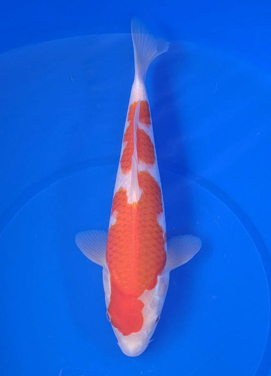 Japanese koi listing 25E-019 Kohaku from Maruyama koi farm, containing Kohaku at champkoi.com