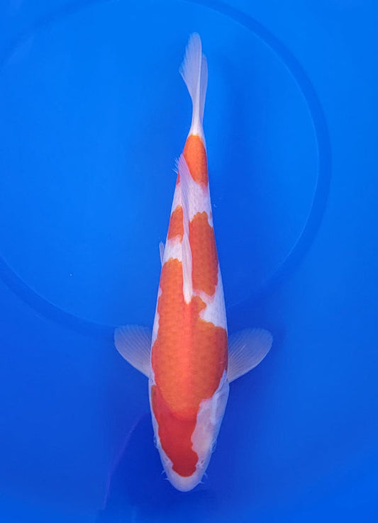 Japanese koi listing 25E-028 Kohaku from Maruyama koi farm, containing Kohaku at champkoi.com