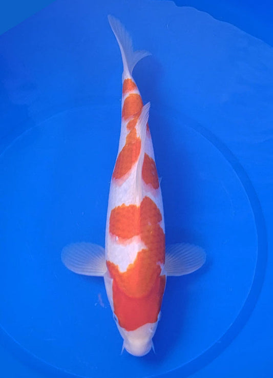 Japanese koi listing 25E-029 Kohaku from Maruyama koi farm, containing Kohaku at champkoi.com