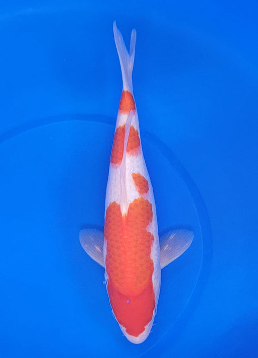 Japanese koi listing 25E-030 Kohaku from Maruyama koi farm, containing Kohaku at champkoi.com