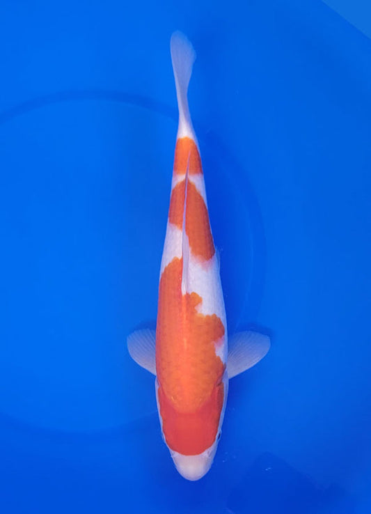 Japanese koi listing 25E-034 Kohaku from Maruyama koi farm, containing Kohaku at champkoi.com