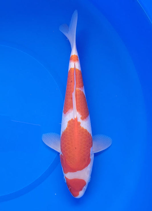 Japanese koi listing 25E-036 Kohakus from Maruyama koi farm, containing Kohakus at champkoi.com