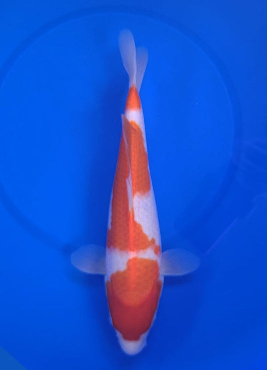 Japanese koi listing 25E-038 Kohaku from Maruyama koi farm, containing Kohaku at champkoi.com