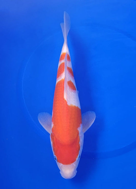 Japanese koi listing 25E-039 Kohaku from Maruyama koi farm, containing Kohaku at champkoi.com