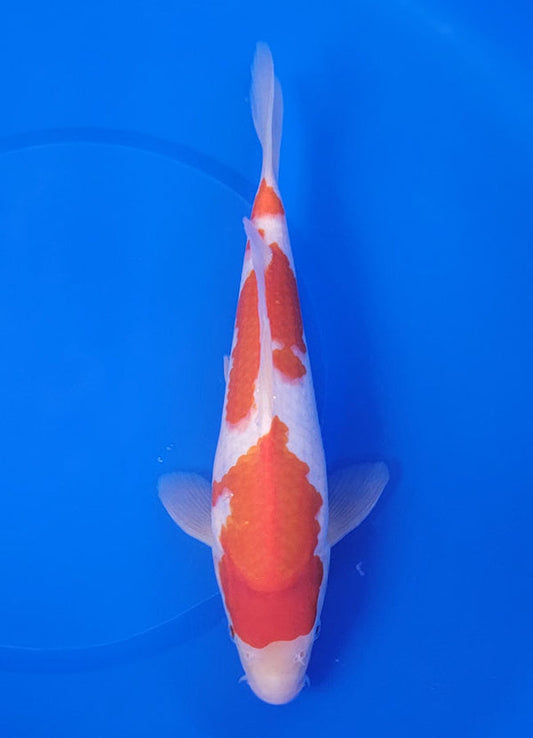Japanese koi listing 25E-042 Kohaku from Maruyama koi farm, containing Kohaku at champkoi.com