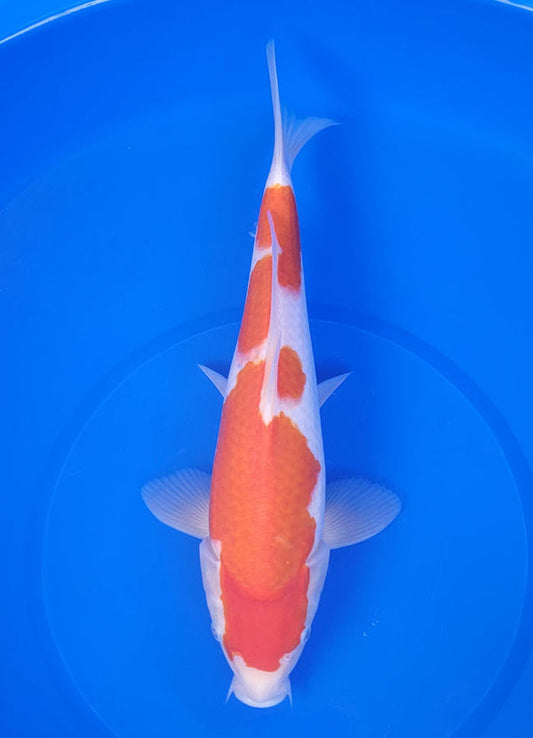 Japanese koi listing 25E-043 Kohaku from Maruyama koi farm, containing Kohaku at champkoi.com