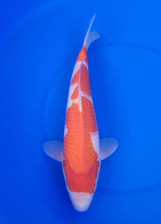 Japanese koi listing 25E-044 Kohaku from Maruyama koi farm, containing Kohaku at champkoi.com