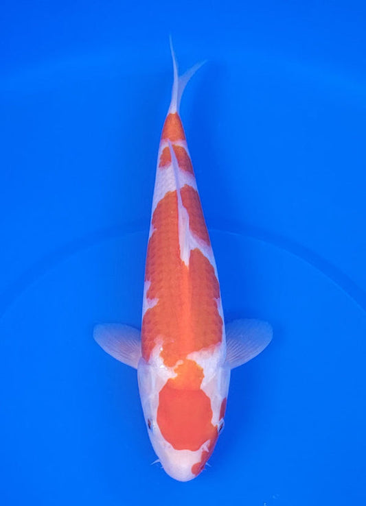Japanese koi listing 25E-045 Kohaku from Maruyama koi farm, containing Kohaku at champkoi.com