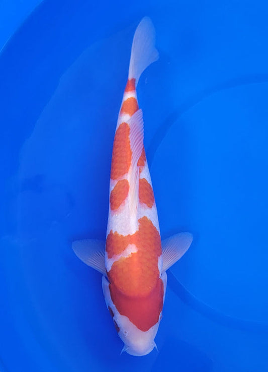 Japanese koi listing 25E-049 Kohaku from Maruyama koi farm, containing Kohaku at champkoi.com