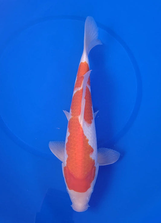 Japanese koi listing 25E-051 Kohaku from Maruyama koi farm, containing Kohaku at champkoi.com