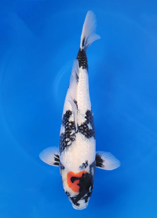 Japanese koi listing 25F-002 Ginrin Tancho Showa from Ogata koi farm, containing Ginrin Tancho Showa at champkoi.com