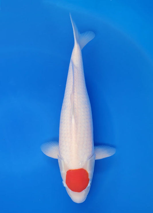 Japanese koi listing 25F-004 Tancho from Nogami koi farm, containing Tancho at champkoi.com