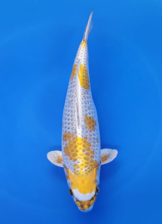 Japanese koi listing 25F-005 Kogane Ochiba from Maruhiro koi farm, containing Kogane Ochiba at champkoi.com