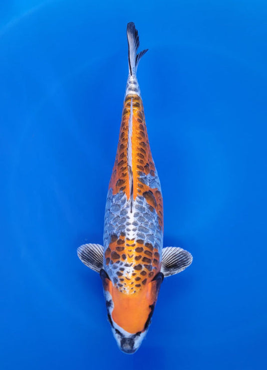 Japanese koi listing 25F-009 Aragoike (Dragon Scale) from Ozumi koi farm, containing Aragoike (Dragon Scale) at champkoi.com