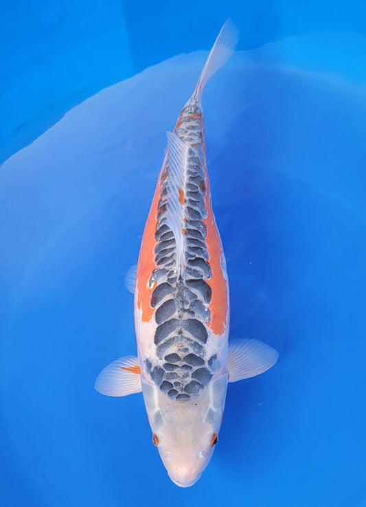 Japanese koi listing 25F-010 Shusui from Marusei koi farm, containing Shusui at champkoi.com