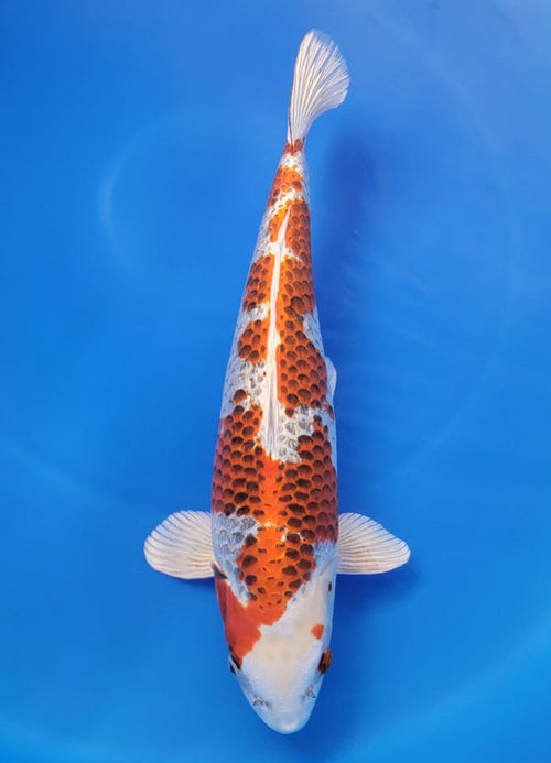 Japanese koi listing 25F-011 Kujaku from Hosokai koi farm, containing Kujaku at champkoi.com - image 2