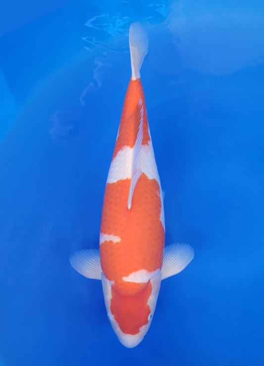 Japanese koi listing 25F-012 Kohaku from Torazo koi farm, containing Kohaku at champkoi.com