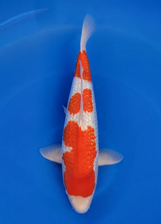Japanese koi listing 25F-013 Ginrin Kohaku from Yagenji koi farm, containing Ginrin Kohaku at champkoi.com