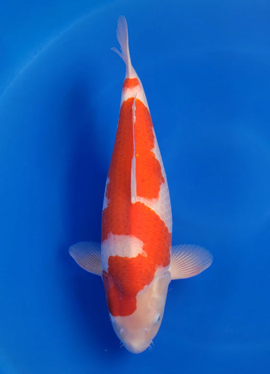 Japanese koi listing 25F-014 Kohaku from Torazo koi farm, containing Kohaku at champkoi.com