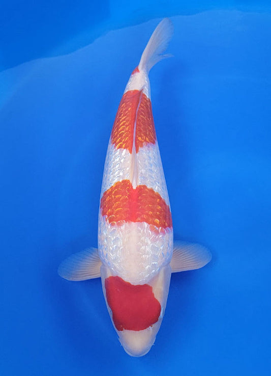 Japanese koi listing 25F-016 Ginrin Kohaku from Yagenji koi farm, containing Ginrin Kohaku at champkoi.com