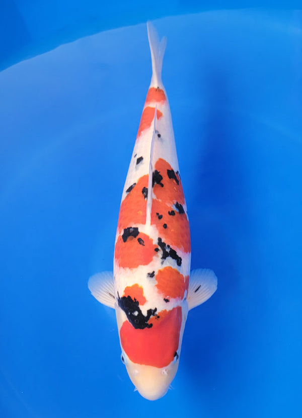 Japanese koi listing 25F-017 Sanke from Ogata koi farm, containing Sanke at champkoi.com